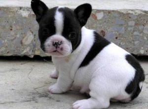 French bulldog puppies