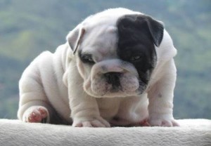 cute english bulldog puppies for sale