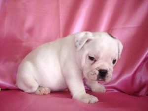 Nice male and fimale english bull dog rady for Xmass