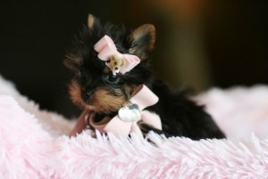Adorable Healthy Teacup Yorkie Puppies For free Adoption