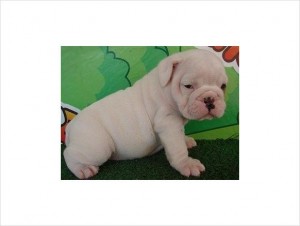 AKC English Bulldog Puppies For  Adoption