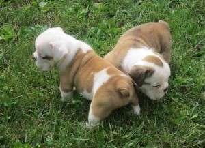 ASN CLASSIFIED APPROVED ENGLISH BULLDOG PUPPIES FOR X-MASS