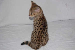 Beautyful Home Raised Savannah Kittens For Sale