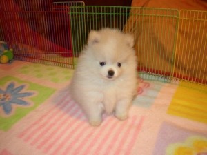 LOVELY AND ADORABLE POMERANIAN PUPPIES FOR FREE ...