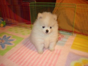 LOVELY AND ADORABLE POMERANIAN PUPPIES FOR FREE ...