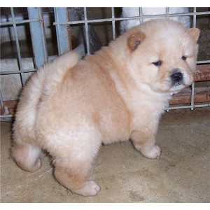 ASN CLASSIFIED APPROVED CHOW CHOW PUPPIES FOR X-MASS