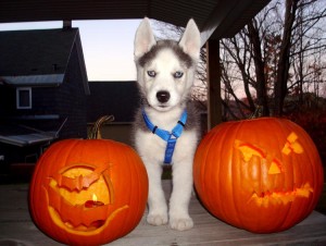 Beautiful Mahogany female husky