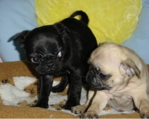 lovable pug puppies for adoption