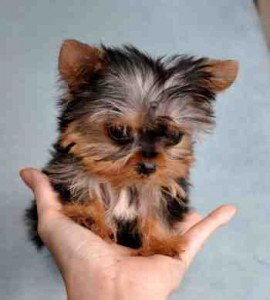 Awesome Cuties Tea Cup Tiny Yorkie puppies for free Adoption