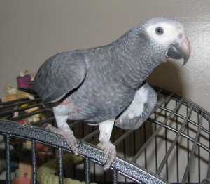 cute african grey parrots