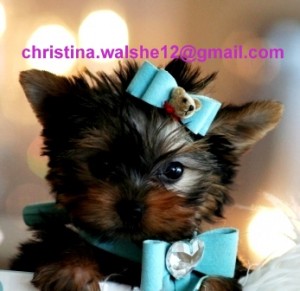 Cute Male and Female Teacup Yorkie puppies available now for adoption