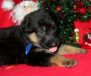 akc registered male and female german sherpherd dog puppies for x-mas homes