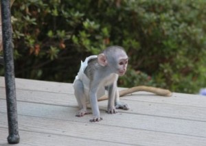 !!!!Gorgeous White Faced Capuchin Baby Monkey
