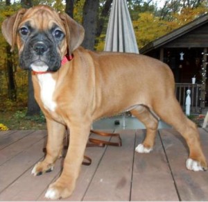~*~BOXER Puppies*^*Old Fashion Type*^*Short Muzzles*^*