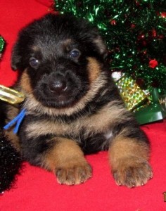 Cute and Adorable German shepherd puppies For Adoption