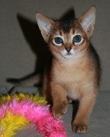 STUNNING MALE AND  FEMALE ABYSSINIAN KITTENS FOR ADOPTION