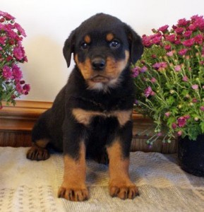 Gorgeous Male and Female Rottweiler puppies for christmas...