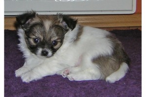 Lovely X-MASS Chihuahua puppies ready