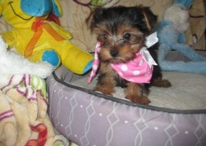 AKC YORKIE PUPPIES