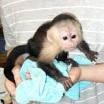 baby capuchin monkeys to give out for christmas