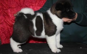 Adorable Akita Puppies For SALE ( They are Potty Trained)