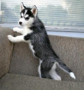 Wow!! Charming and Healthy Potty Trained Male and Female Siberian Husky puppies for adoption