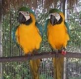 Well teamed,home raised aviary parrot birds
