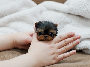 ***Teacup Yorkie Puppies available for adoption***