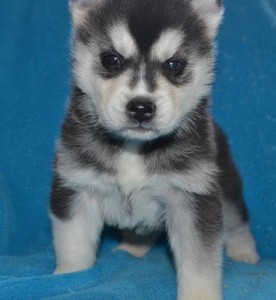 Good-looking  siberian husky puppies for X-MASS