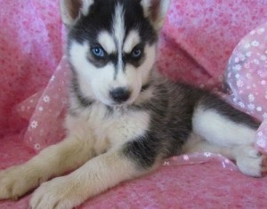 Siberian Husky Puppies