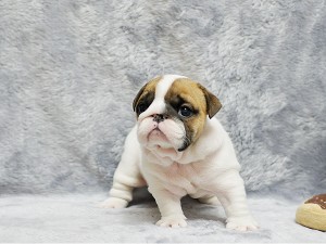 Ex-mas Adorable English BullDog Puppies That Are Sociable