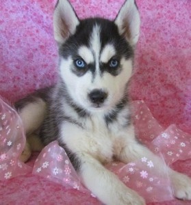 END OF YEAR MALE AND FEMALE SIBERIAN HUSKY PUPPIES FOR RE-HOMING