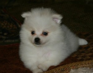 Akc Bob Pomeranian Puppies For Sale