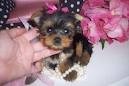 OMG yorkie pup for sale