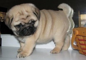 pug puppies for adoption