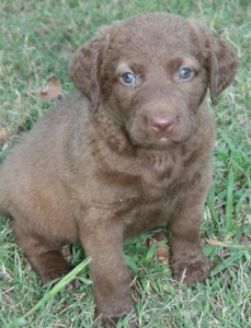 home vet check Chesapeake Bay Retriever Puppies