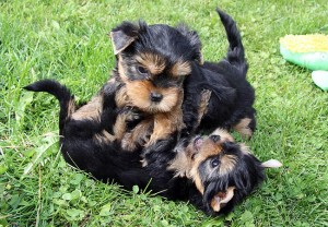 X-Mas Yorkies puppies for your family now**