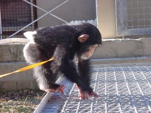 Adorable Baby Chimpanzee Monkey Available For Adoption