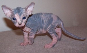 Extra Charming Sphynx Kittens Available For Sale