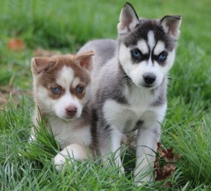 Siberian Husky Puppies For X-mas and lady