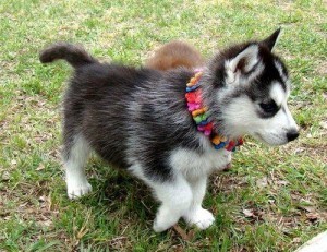 Charming X-MASS  siberian husky Puppies For Sale Now Ready Available.