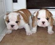 Healthy English Bulldog puppies for adoption