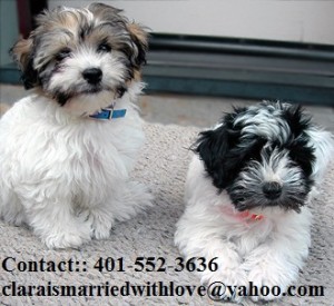 Havanese puppies for adoption
