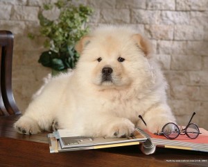 Cute chow chow Puppies for adoption