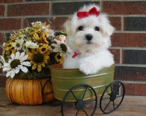 Lovely Maltese Puppies For Christmas