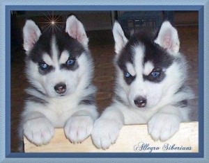 beuatifull siberina husky for free adoption