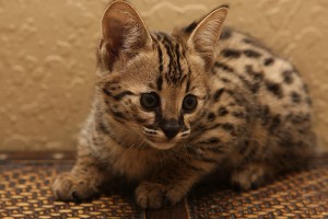 Brown And Silver Savannah Kittens Available