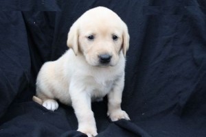 Labrador Retriever puppies for ready for new homes