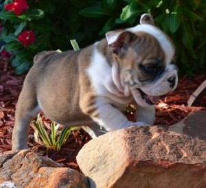 AKC English Bulldog Puppies For Adoption