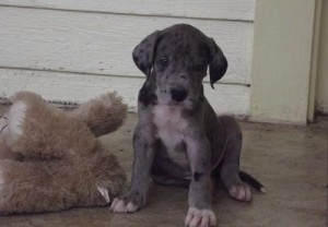 Gorgeous Great Dane puppies now ready for re-parenting